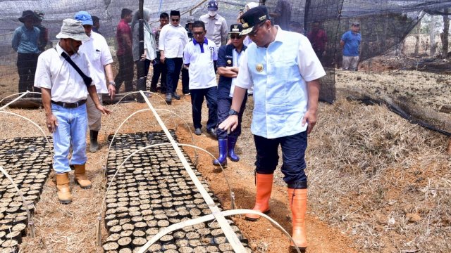 Buka Lapangan Kerja Baru, Warga Mare Dipekerjakan di Sentra Pembibitan Pisang Cavendish Bone