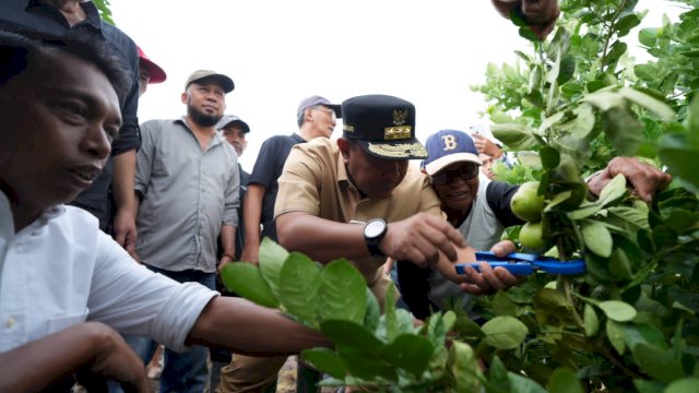 Bersama Syahar, Pj Gubernur Bahtiar Tanam Pisang  dan Panen Lemon di Sidrap