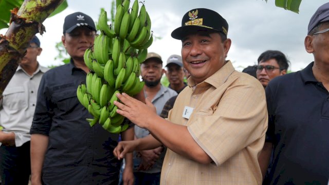 500 Petani Sidrap Siap Budidaya Pisang di Lahan Seluas 2.000 Hektar