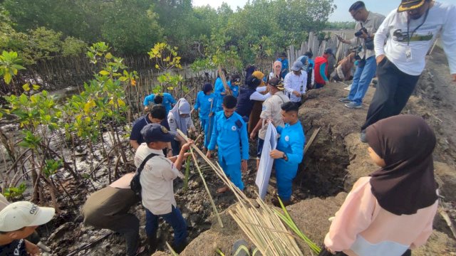 Sebanyak 78 ribu batang pohon mangrove ditanam di kawasan perairan pesisir di Kabupaten Bone, Rabu 13 Desember 2023.