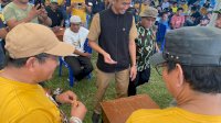 1.200 Peserta Ramaikan Turnamen Domino Masamba