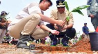 Petani Milenial Ikut Galakkan Budidaya Pisang Cavendish