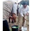 Wabup Suaib Mansur Apresiasi Penanaman Perdana Pisang Cavendish di Luwu Utara