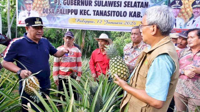 Desa Palippu Bakal Dijadikan Percontohan Pengembangan Nanas di Sulsel