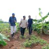 Penanaman Pisang Cavendish di Kecamatan Mare, Bone Siap Dipanen dalam Empat Bulan
