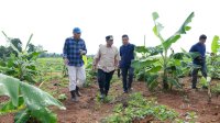 Penanaman Pisang Cavendish di Kecamatan Mare, Bone Siap Dipanen dalam Empat Bulan