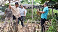 Pj Gubernur Sulsel Tinjau Pembibitan Sukun di Desa Samaenre, Bone
