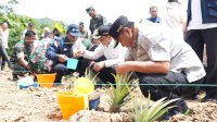 Pj Gubernur Sulsel Dorong Pertumbuhan Produksi Nanase di Barru hingga 1.000 Hektar