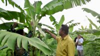 Pisang Cavendish Mulai Berbuah di Desa Tellongen dan Datae: Tanda Sukses Budidaya Warga