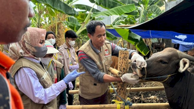 DP2 Makassar Gencar Lakukan Pemeriksaan Hewan Kurban Jelang Idul Adha