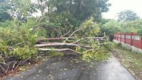 Cuaca Ekstrem Melanda Kabupaten Selayar: Tumbangnya Tiang Lampu Jalan dan Pohon