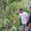 Desa Cenrana Diproyeksikan Jadi Pusat Produksi Kopi Robusta di Sulawesi Selatan