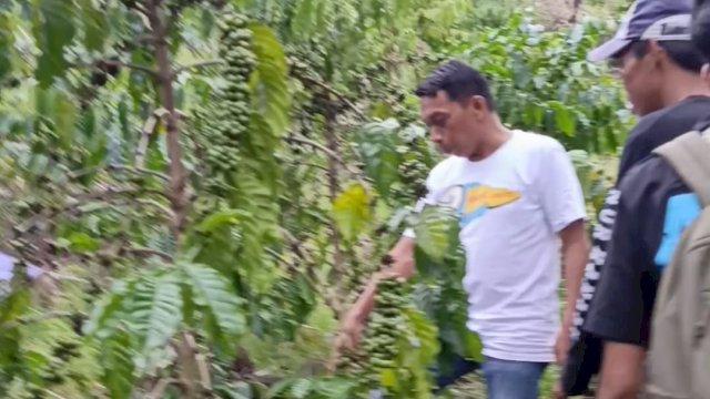 Desa Cenrana Diproyeksikan Jadi Pusat Produksi Kopi Robusta di Sulawesi Selatan
