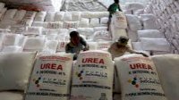 Sulsel Terima Alokasi Pupuk Subsidi Rp4,1 Triliun di Tahun 2025,