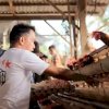 Syaharuddin Alrif Tinjau Peternakan Ayam di Sidrap, Targetkan Populasi Ternak Capai 10 Juta Ekor
