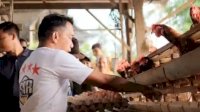 Syaharuddin Alrif Tinjau Peternakan Ayam di Sidrap, Targetkan Populasi Ternak Capai 10 Juta Ekor