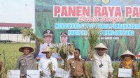 Bupati Sidrap Dampingi Dirjen PSP Kementan Panen Padi di Allakuang