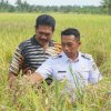 Bupati Sidrap Luncurkan Program Listrik Masuk Sawah untuk Dukung Swasembada Pangan