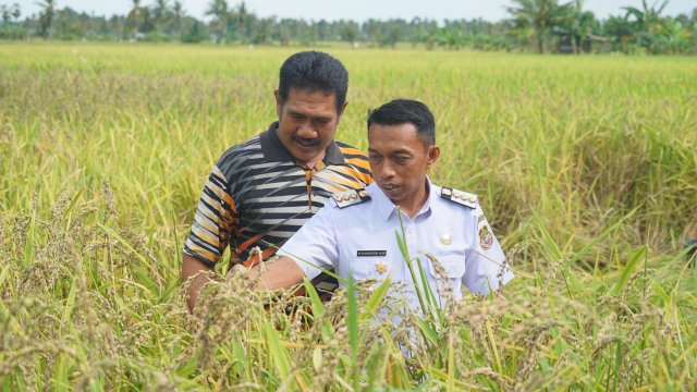 Bupati Sidrap Luncurkan Program Listrik Masuk Sawah untuk Dukung Swasembada Pangan