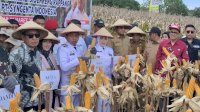 Panen Raya Jagung di Sidrap, Bupati dan PT. Syngenta Indonesia Dukung Swasembada Pangan