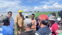 Bupati Sidrap Syaharuddin Alrif Tinjau Langsung Sawah Terendam di Kecamatan Watang Sidenreng