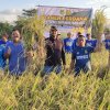 Panen Perdana di Sawah Tadah Hujan, Bupati Sidrap Targetkan 1 Juta Ton Gabah per Tahun
