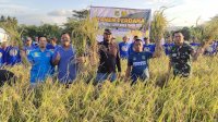 Panen Perdana di Sawah Tadah Hujan, Bupati Sidrap Targetkan 1 Juta Ton Gabah per Tahun