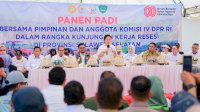 Wagub Sulsel Panen Raya Di Maros, Stik Beras Tembus 9 Ton/Hektar