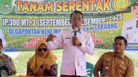 Bupati Sidrap Lanjutkan Program IP300 dengan Tabela di Allakkuang Usai Panen Raya