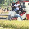 Bupati Sidrap dan Direktur Alsintan Panen Raya di Panca Lautang