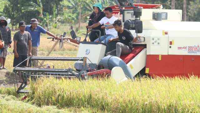 Bupati Sidenreng Rappang (Sidrap), Syaharuddin Alrif, bersama Direktur Alat dan Mesin Pertanian (Alsintan) Kementerian Pertanian, Dr. Fausiah T. Ladja, menghadiri panen raya di Kecamatan Panca Lautang, Ahad (28/9/2025).