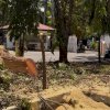 Penebangan Pohon di UNM: Antara Pembangunan dan Komitmen Green Campus