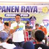Dari Bulo Panca Rijang, Program IP 300 Sidrap Tunjukkan Hasil Nyata