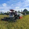 Panen IP300 Tembus 7,5 Ton per Hektare, Sidrap Tunjukkan Lonjakan Produktivitas Petani