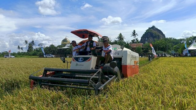 Panen IP300 Tembus 7,5 Ton per Hektare, Sidrap Tunjukkan Lonjakan Produktivitas Petani