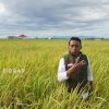 Sidrap Mantapkan Peran sebagai Daerah Penyangga Pangan Nasional