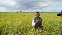Sidrap Mantapkan Peran sebagai Daerah Penyangga Pangan Nasional