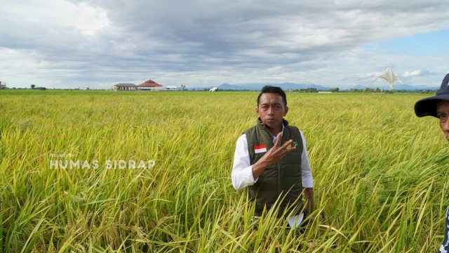 Sidrap Mantapkan Peran sebagai Daerah Penyangga Pangan Nasional