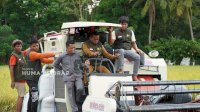 Operasikan Combine Harvester, Bupati Sidrap Syaharuddin Alrif Ikuti Panen IP 300 di Desa Mario
