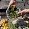 Pilah Sampah Sudah Wajib, Tapi Warga Makassar Masih Bertanya: Sampah Organik Harus Dibuang ke Mana?