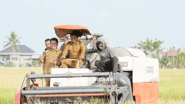 Panen Padi Awal Tahun, Sidrap Terus Jaga Produktivitas Pertanian
