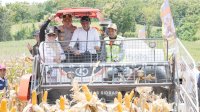 Sawah Lakessi Hasilkan 9&ndash;10 Ton per Hektare, Sidrap Perkuat PredikatLumbung Pangan