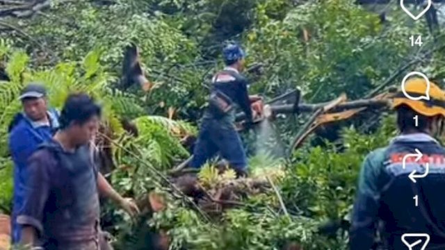 Aktivis Lingkungan Pertanyakan Data Pemeliharaan Pohon DLH Makassar