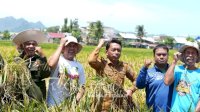 Puasa Tak Surutkan Semangat Panen Raya di Lautang Benteng, Produktivitas Capai 9&ndash;10 Ton per Hektare