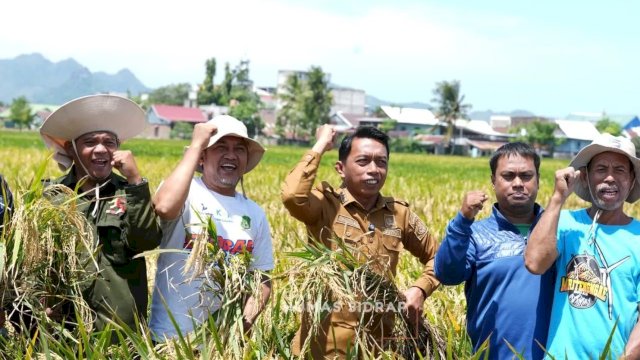 Puasa Tak Surutkan Semangat Panen Raya di Lautang Benteng, Produktivitas Capai 9&ndash;10 Ton per Hektare