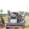 Panen di Sawah Tadah Hujan Talumae, Bupati Sidrap: Produksi Capai 9,8 Ton per Hektare