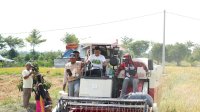 Panen di Sawah Tadah Hujan Talumae, Bupati Sidrap: Produksi Capai 9,8 Ton per Hektare