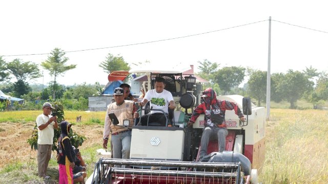 Bupati Sidrap Syaharuddin Alrif Melakukan Panen di Sawah Tadah hujan 