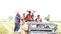 Bupati Sidrap Panen Padi di Bulo, Produksi Naik Pendapatan Petani Meningkat