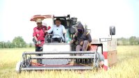 Panen di Bawah Terik Ramadhan, Bupati Sidrap Ajak Petani Kejar Berkah dan Tingkatkan Produksi